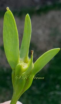  Hypanthium and Calyx lobes